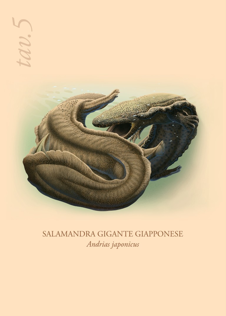 Amphibia series - Inside (1)