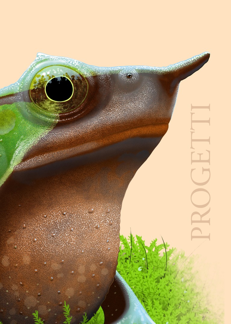 Amphibia series - Inside (3)