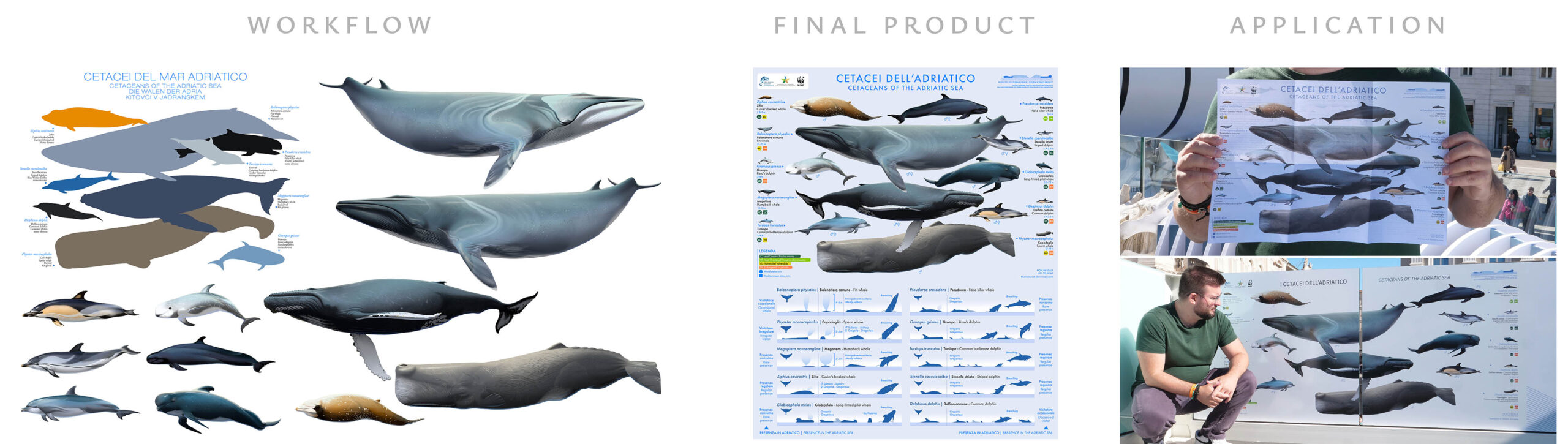 CETACEI ADRIATICO GUIDA ROW V3 3800px