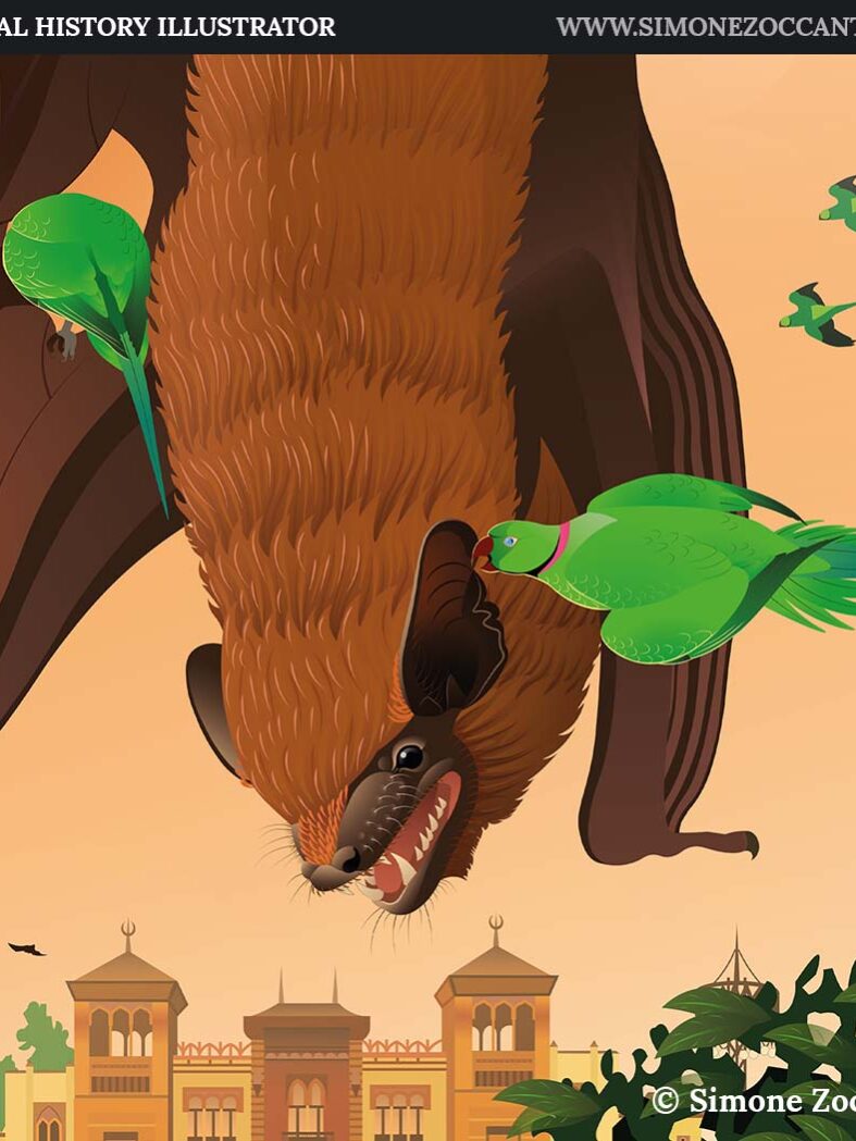 CLASH IN SEVILLE snapshot simonezoccante-1000px