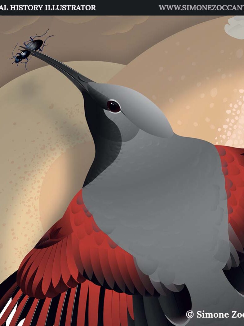 COME UNA FARFALLA snapshot simonezoccante-1000px