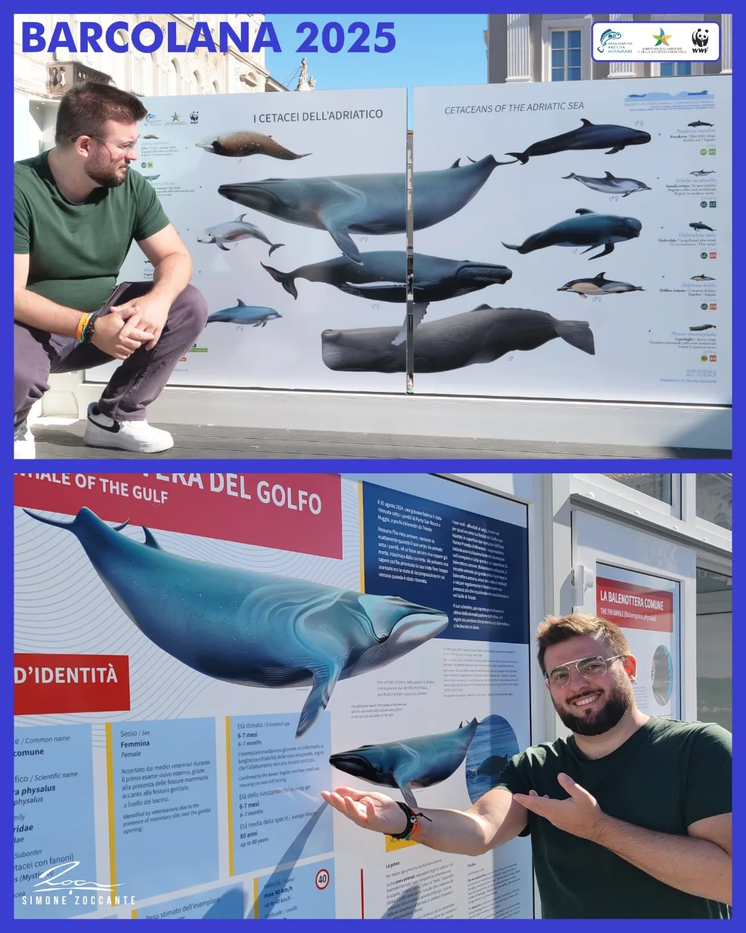 Cetacei Adriatico 2025 - WWF - Simone Zoccante (3)