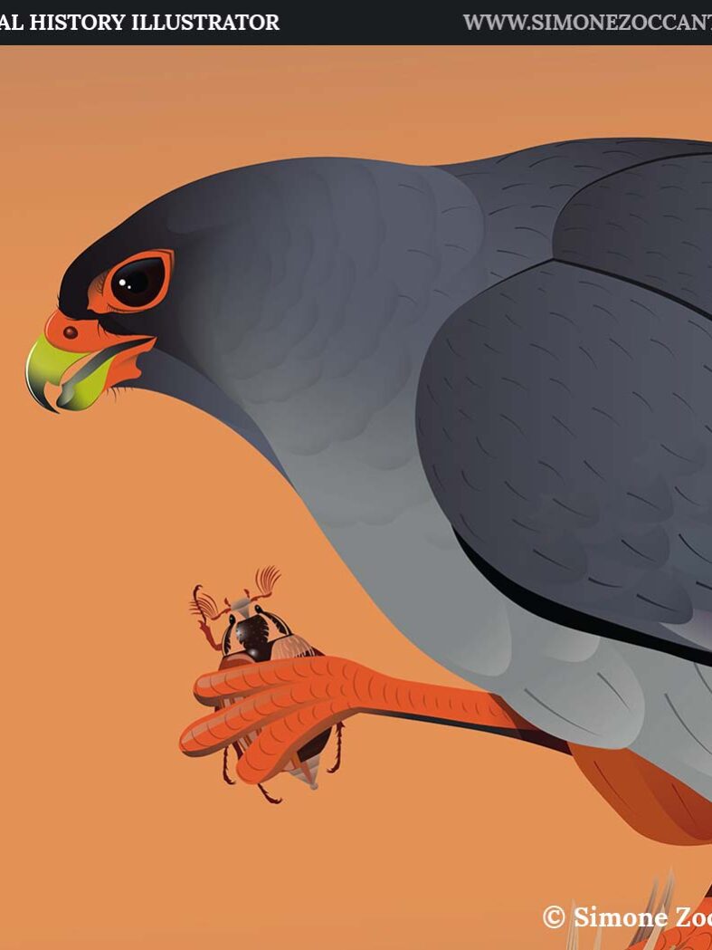 FALCO DELLA SERA snapshot simonezoccante-1000px