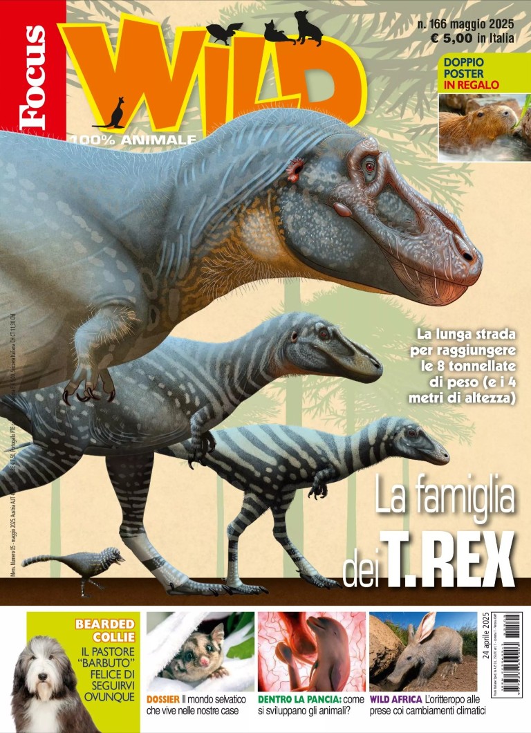 Focus Wild – Maggio 2025 – Media