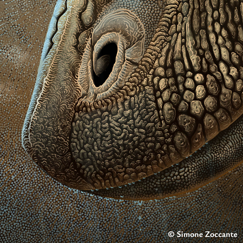 Gorgosaurus libratus - Ritaglio 2