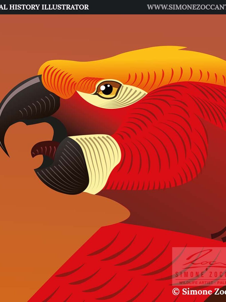 IL KIT DI UN PIRATA dettaglio 1 simonezoccante-1000px