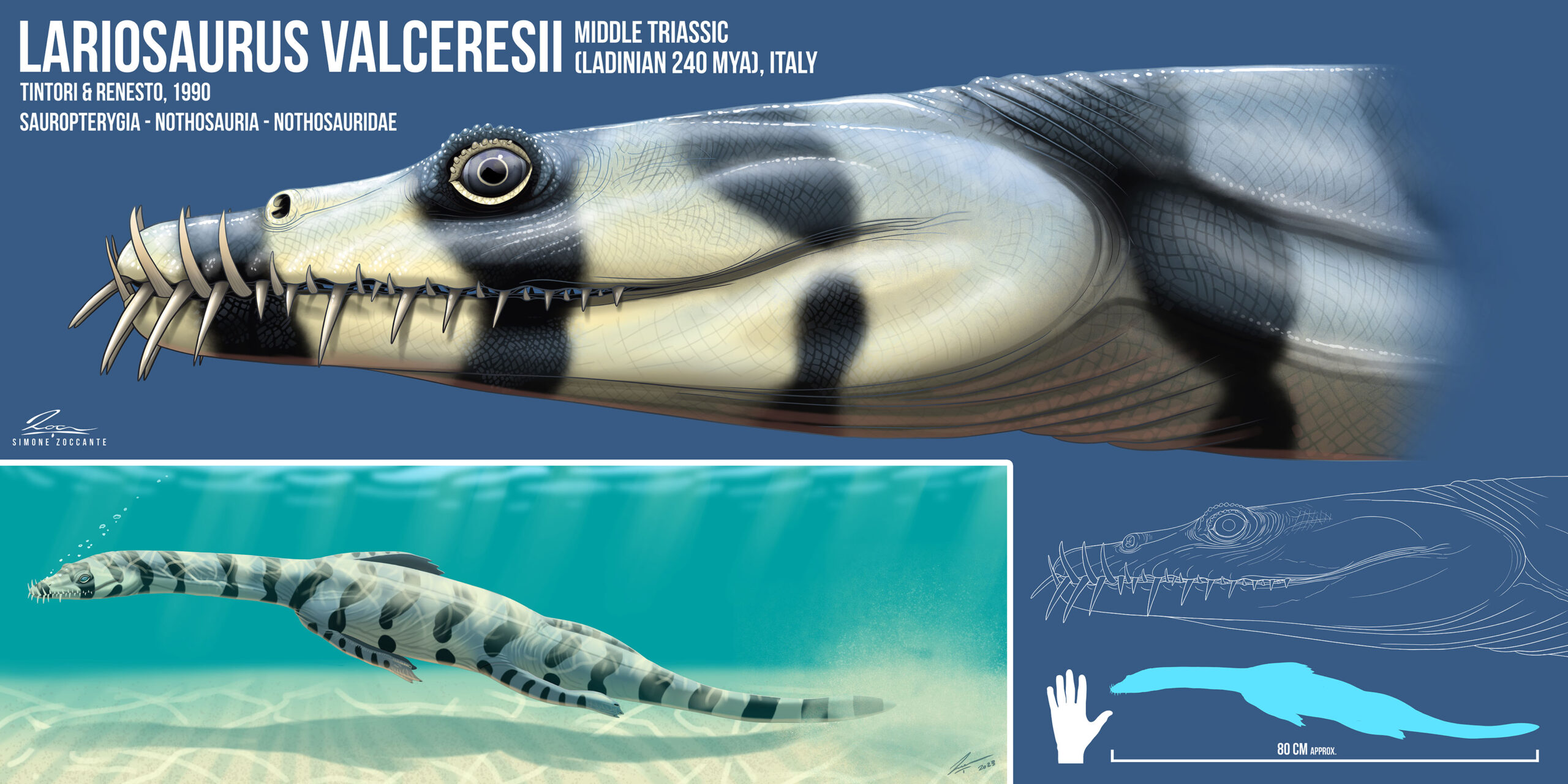 LARIOSAURUS VALCERESII tavola 4000px