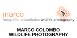 LOGO MARCO COLOMBO-0,25x