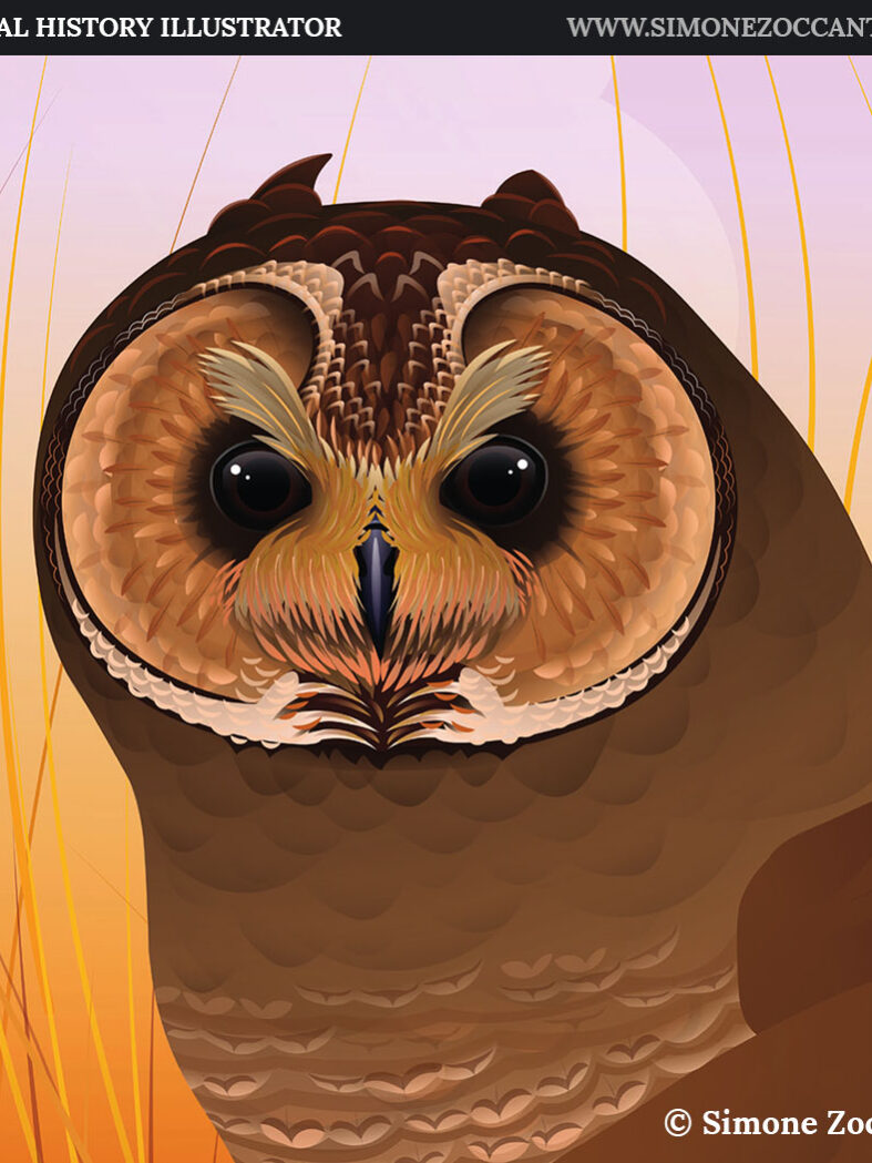 NELL’ERBA ALTA snapshot simonezoccante-1000px