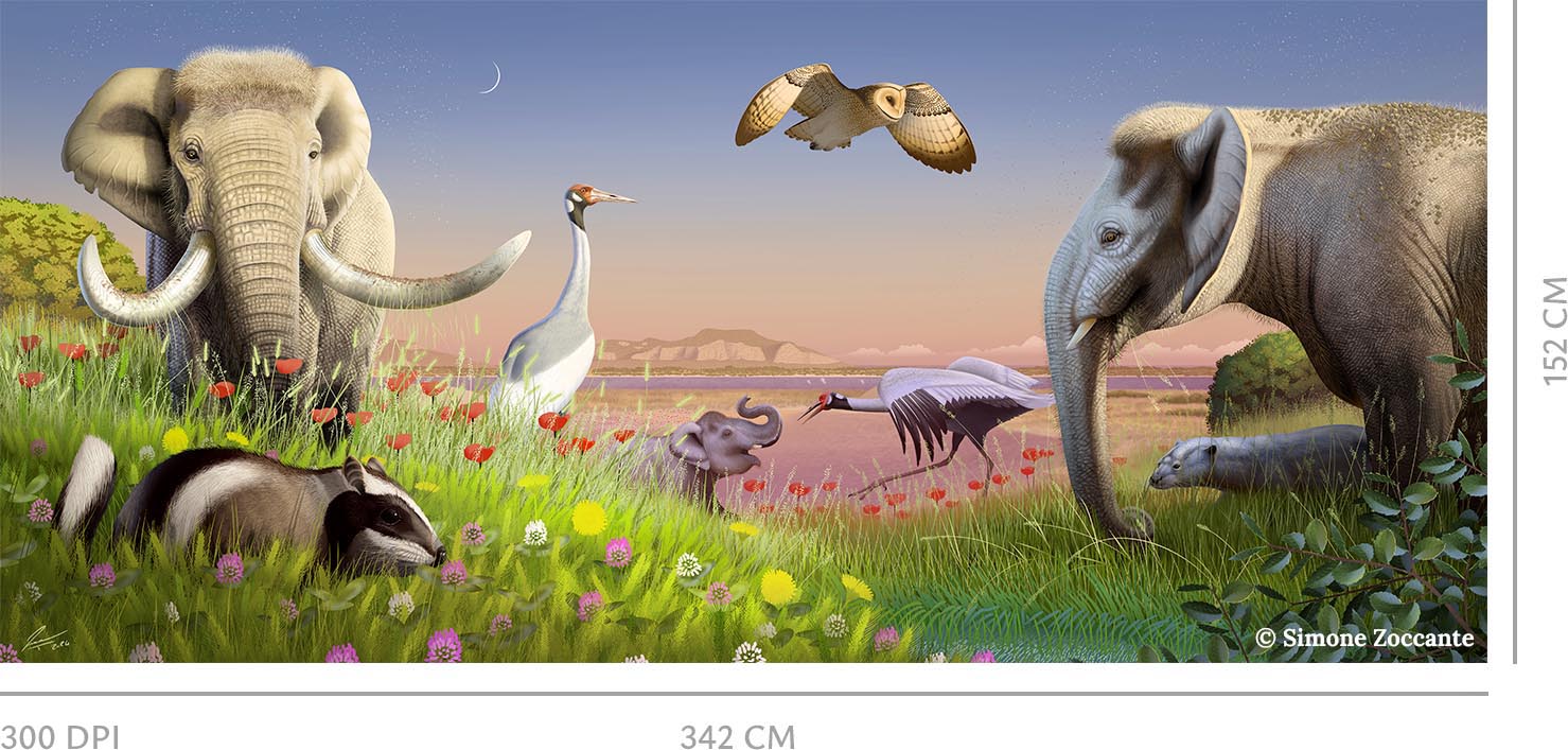 PALAEOLOXODON FALCONERI FAUNAL COMPLEX zoccante grey 300DPI