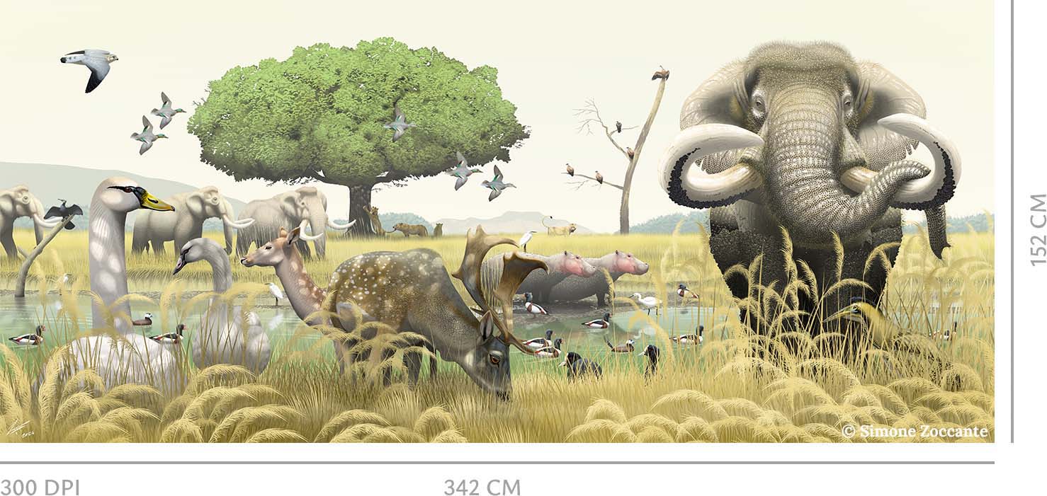 PALAEOLOXODON MNAIDRIENSIS FAUNAL COMPLEX grey300DPI