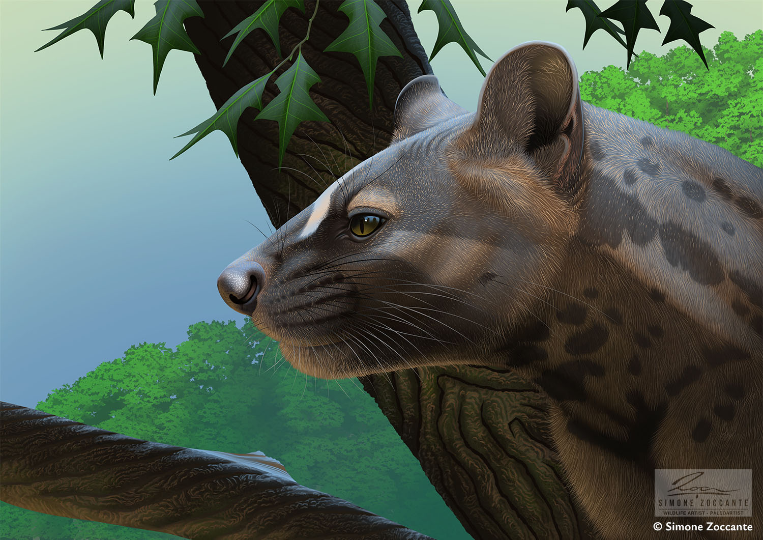 Proailurus lemanensis - 1500px