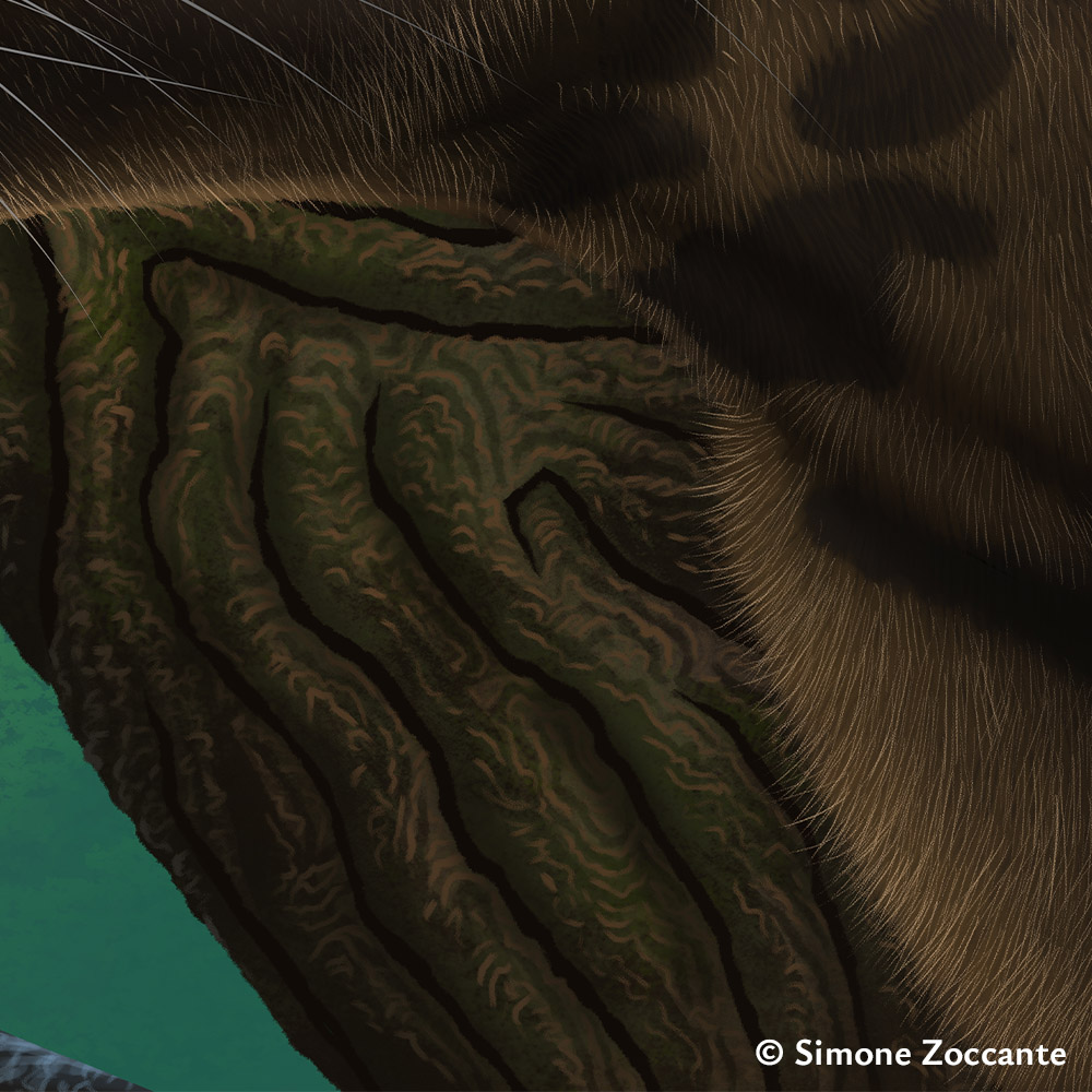 Proailurus lemanensis - Ritaglio 1