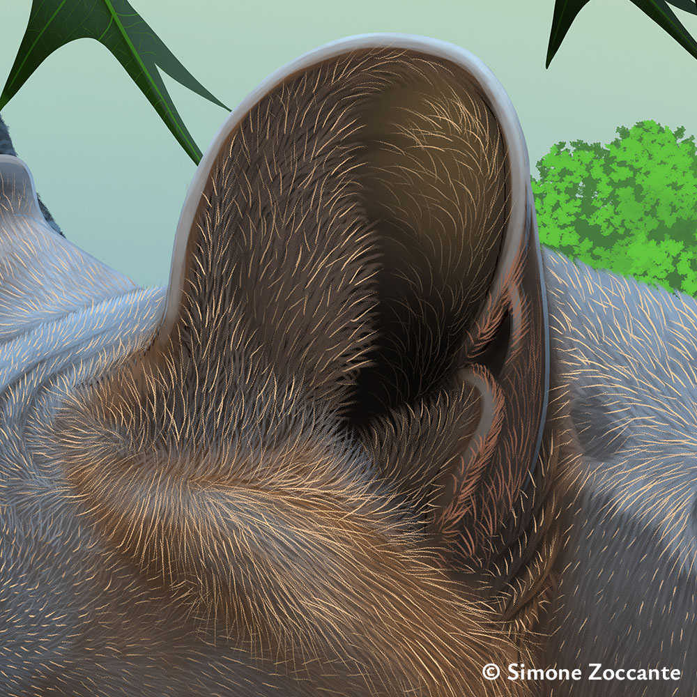 Proailurus lemanensis - Ritaglio 2