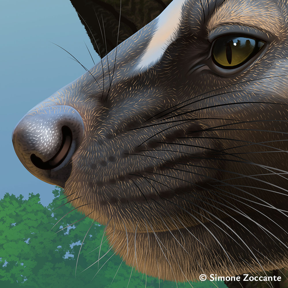 Proailurus lemanensis - Ritaglio 3