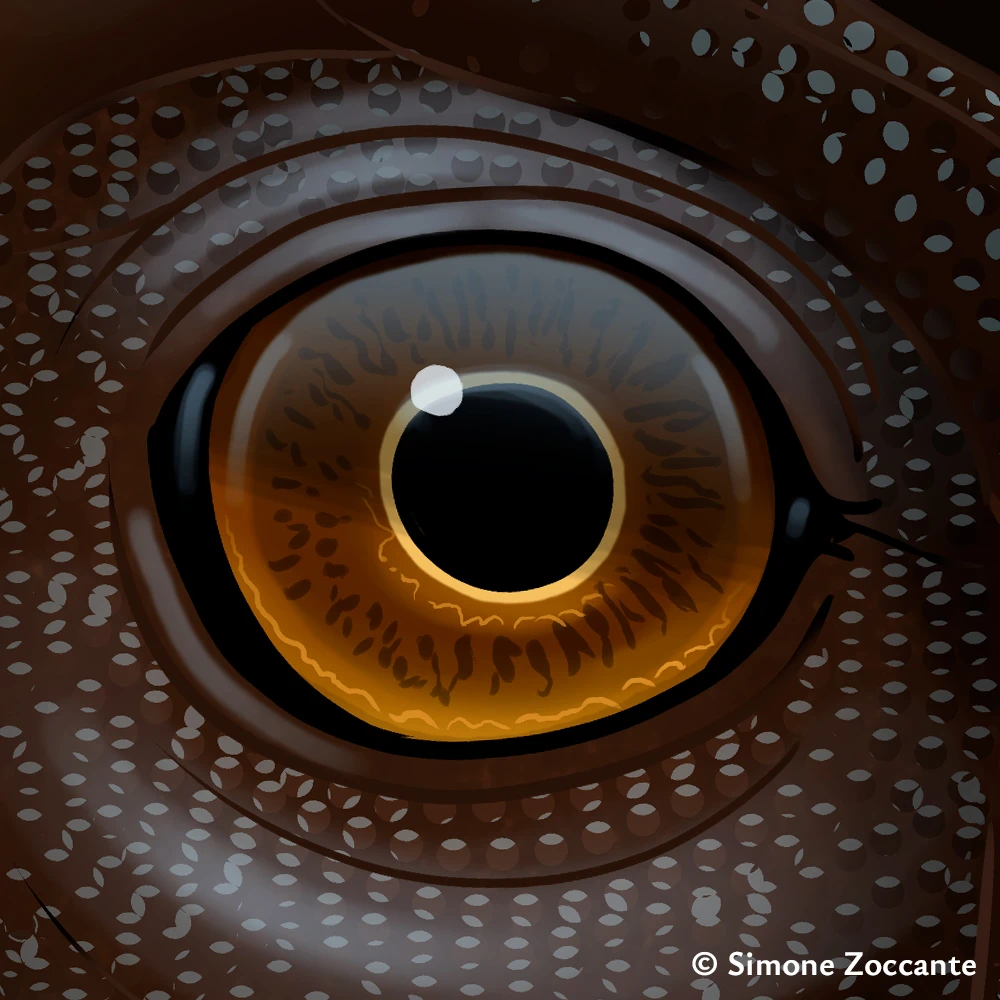 Sinosaurus triassicus - Ritaglio 1