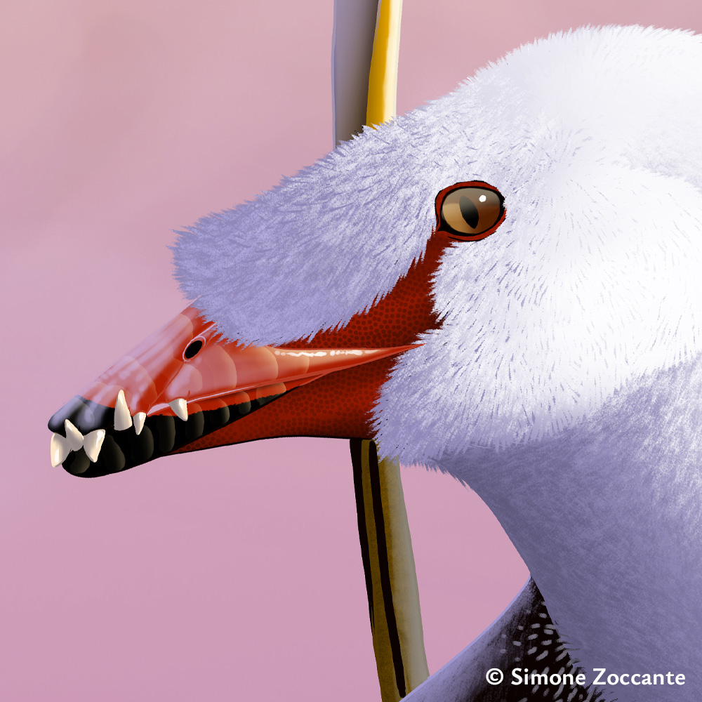 Strange Birds - Eudimorphodon - Ritaglio 1