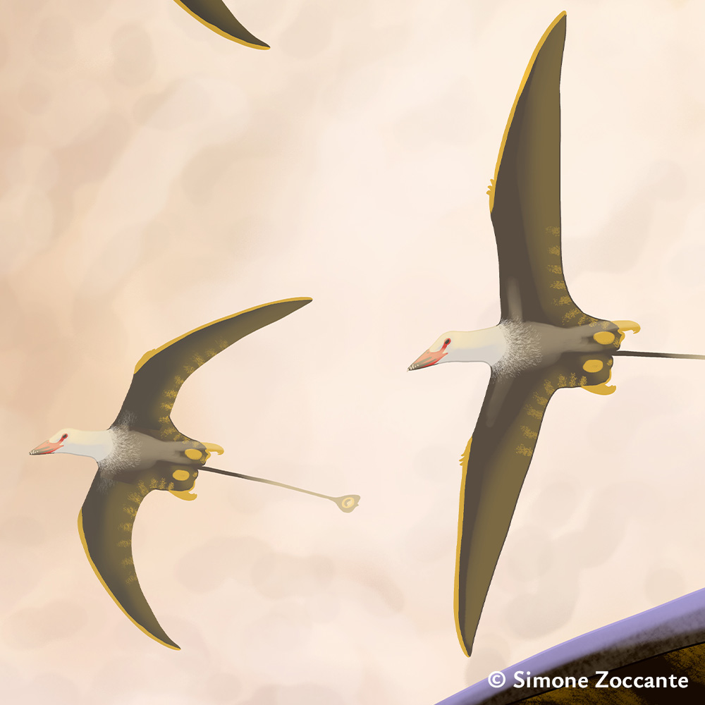 Strange Birds - Eudimorphodon - Ritaglio 3