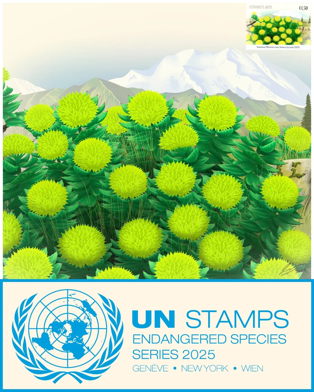 UN Stamps 2025 - Simone Zoccante Rhodiola rosea (1)