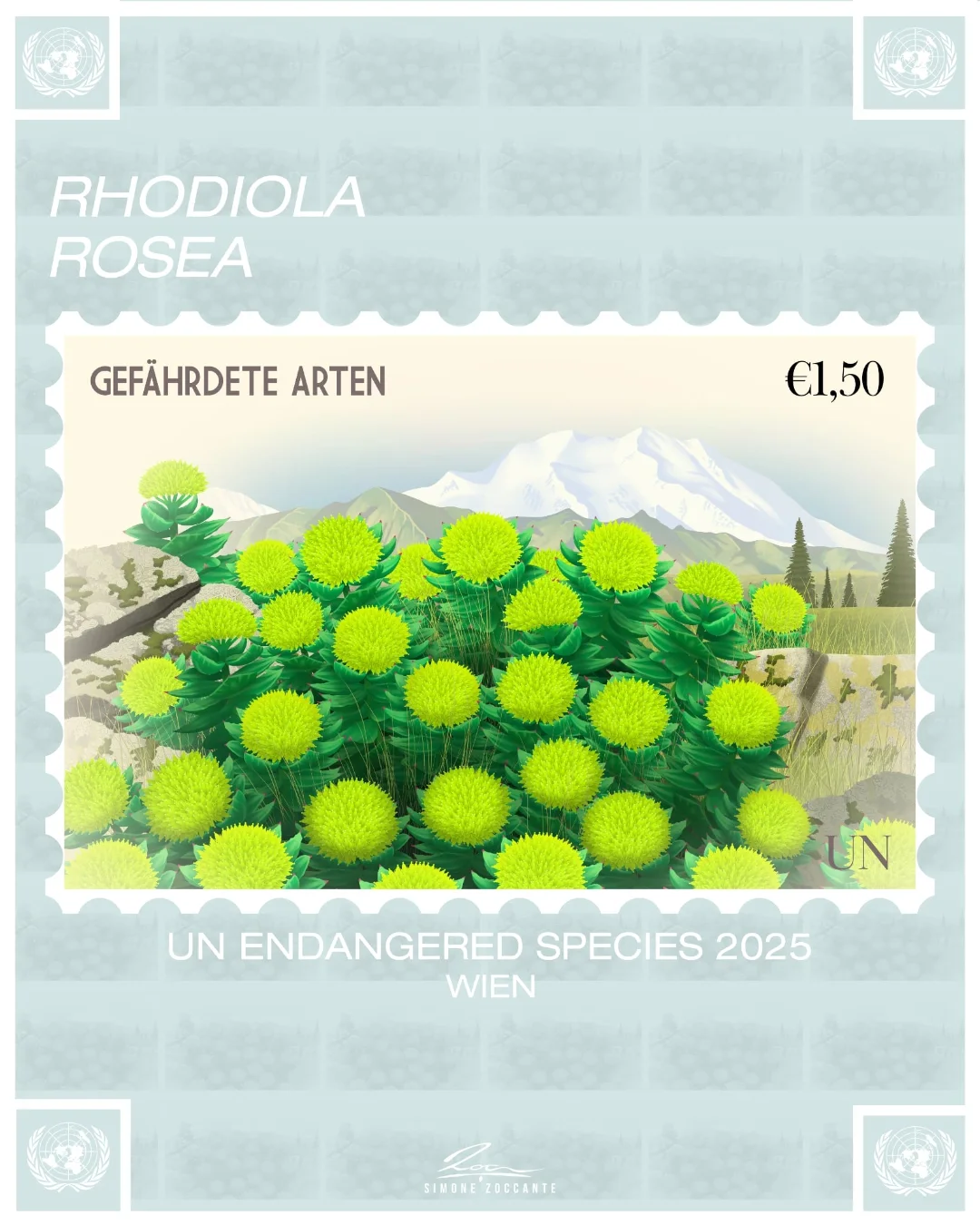 UN Stamps 2025 - Simone Zoccante Rhodiola rosea (2)
