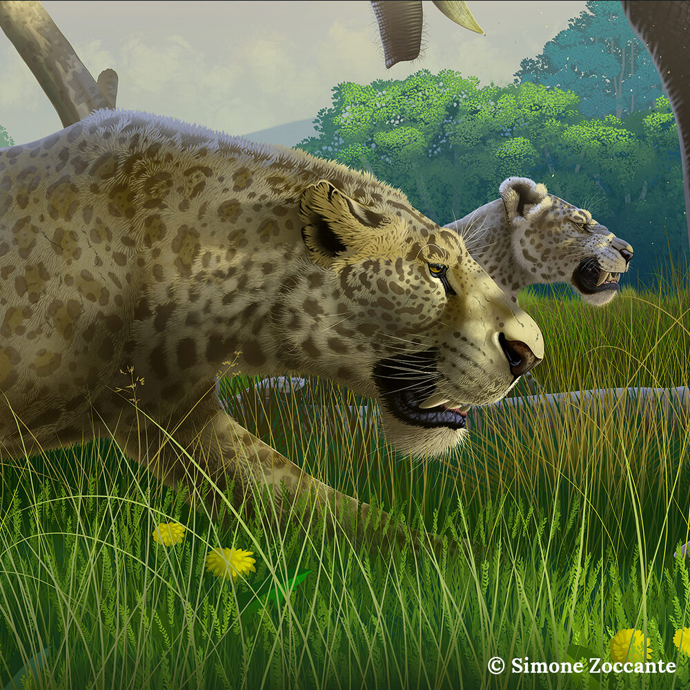 amphimacairodus - i left my heart in pikermi - portfolio simonezoccante-1000px