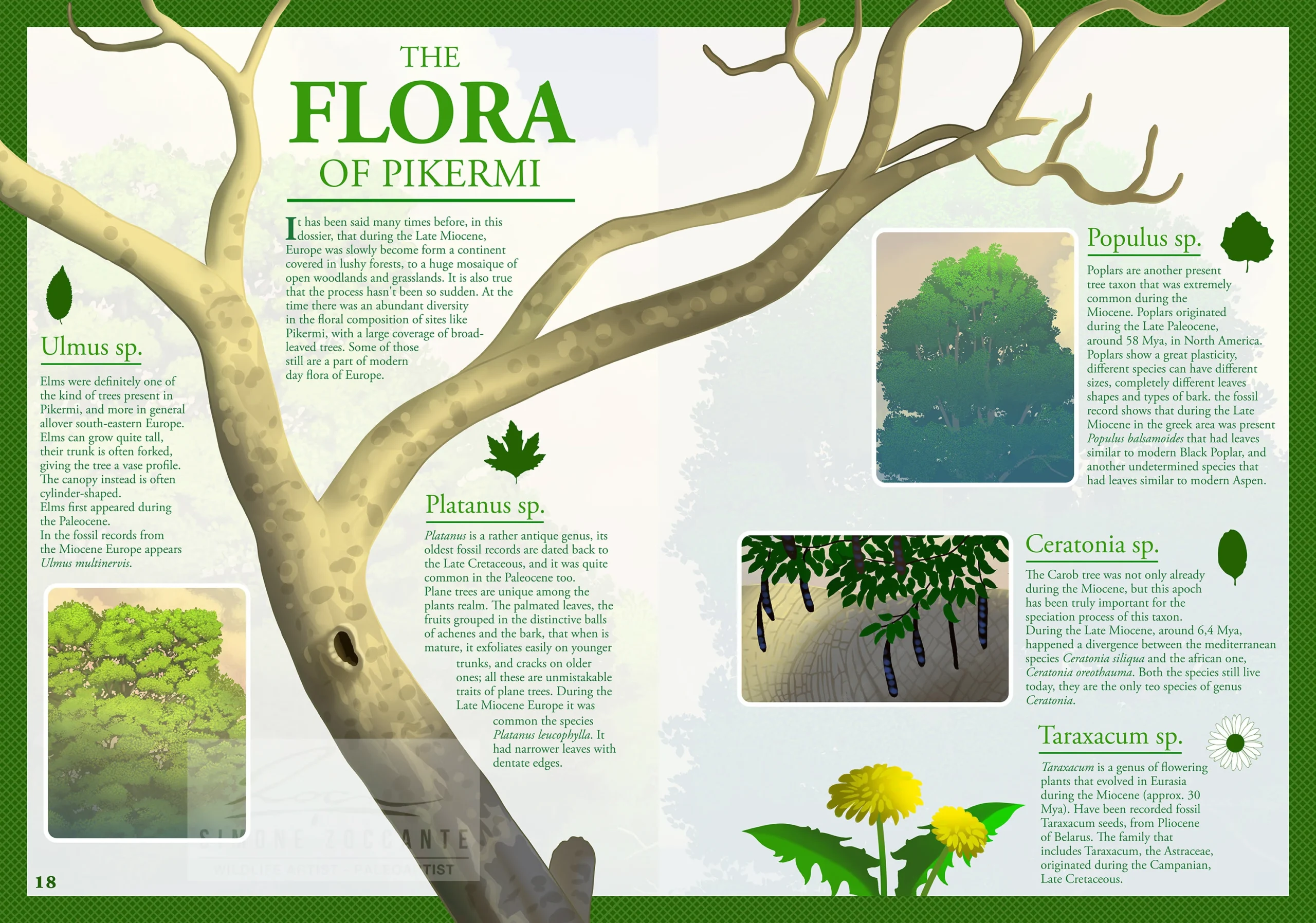 flora pikermi - simone zoccante