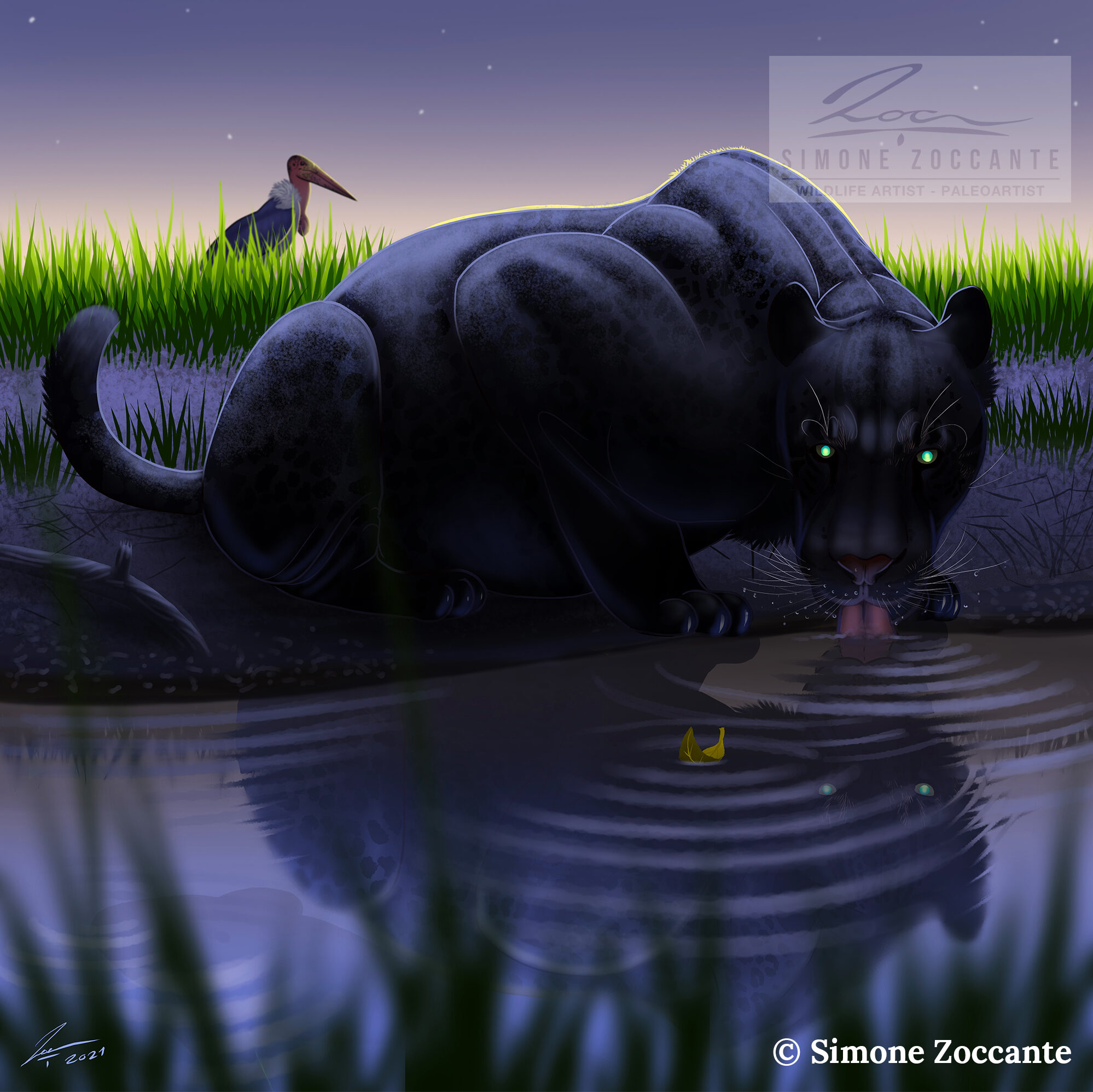 melanistic dinofelis drinking simonezoccante