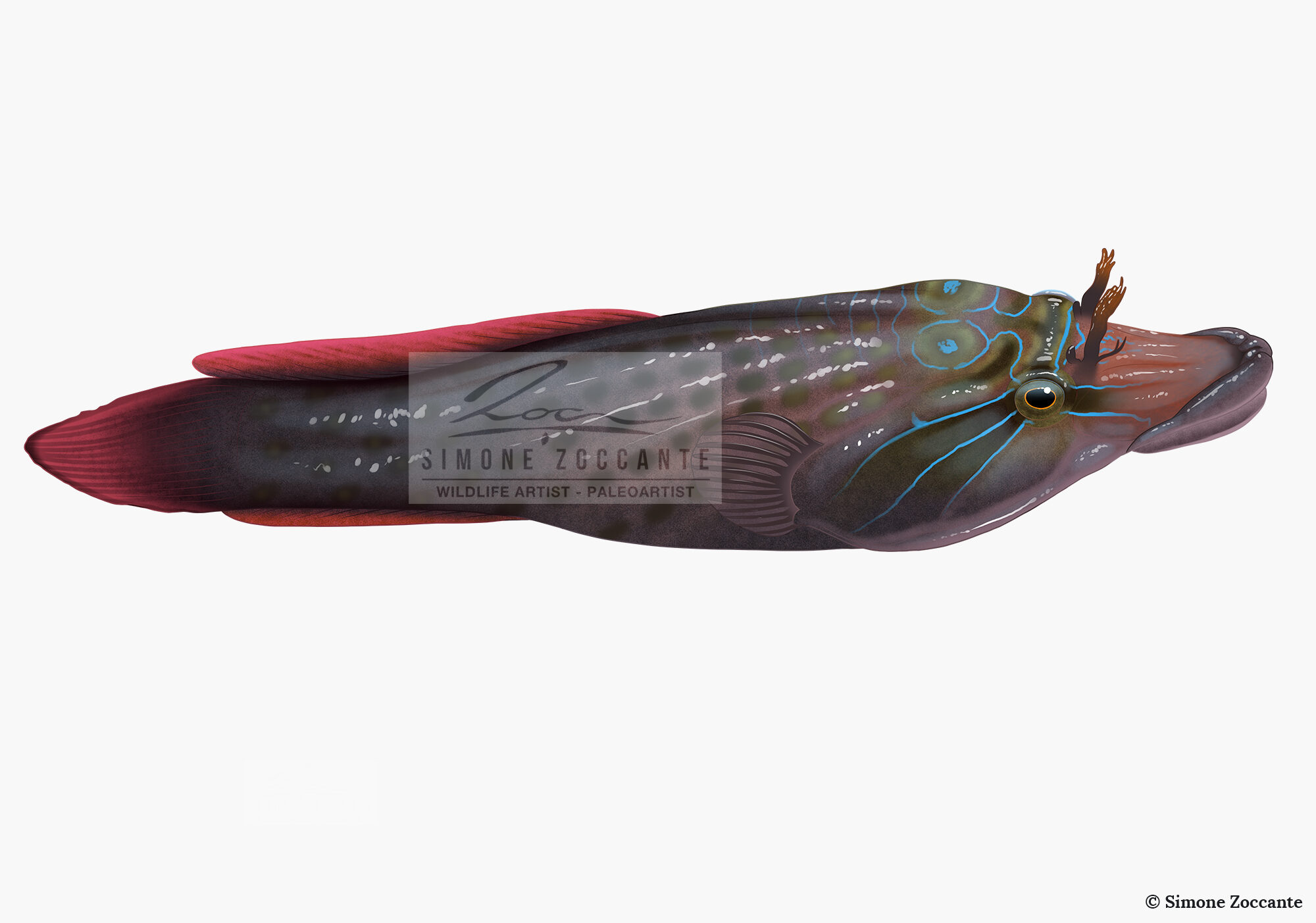 succiascoglio lepadogaster full - simonezoccante